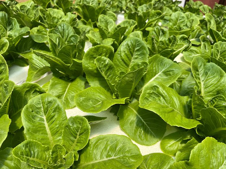 From-Farm-to-Table-01