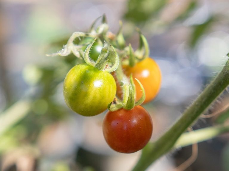 From-Farm-to-Table-02