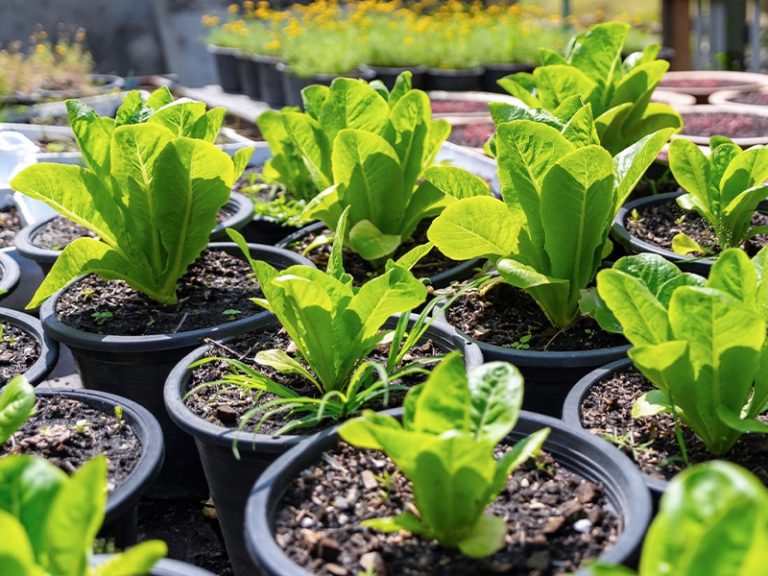 From-Farm-to-Table-03